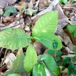Folhas e galhos do jardim, registro do projeto Releitura de Imagens do 2º ano