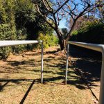 Árvore no gramado do colégio, registro do projeto Releitura de Imagens do 2º ano