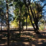 Arvoredo da área externa, registro do projeto Releitura de Imagens do 2º ano