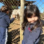 Alunos observam e alimentam os animais do Sítio São José