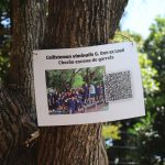 Cartaz fixado em árvore no percurso externo da Mostra Cultural